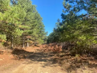 Pine trees grow right next to a dirt road and fallen limbs block the view.