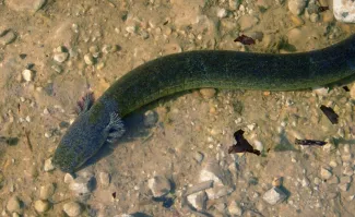 A dark bodied salamander with gills. 