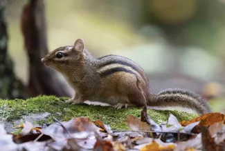 A small brown rodent with dark and light stripes down its back.