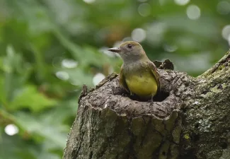 A bird with a gray head and a yellow breast emerges from a knothole in a tree. 