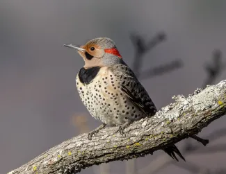 A brown bird with a dark collar and spots on its breast perches on a limb. 