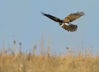 A brown bird with a longer tail and white rump patch hovers above the grass as it hunts.