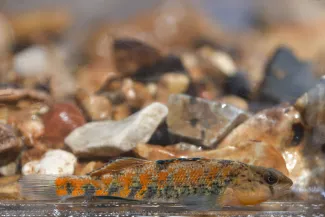 A small orange and blue fish swims among cobble.