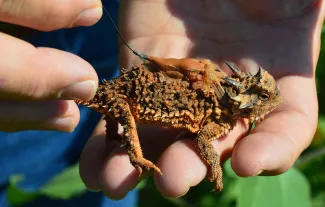 A man holds a Texas horned lizard wearing a backpack as part of the research conducted at Tinker Air Force Base. 