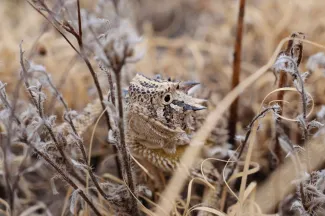 A lizard with spikes on its body and "horns" around its head looks at the camera from behind brown vegetation. 