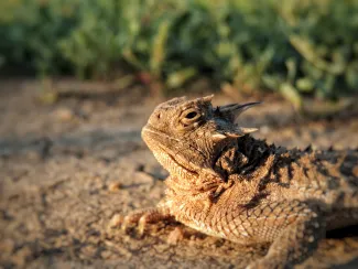 A brown lizard lays on the sandy ground.