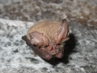 A small light brown bat with large ears semi-rolled back. 