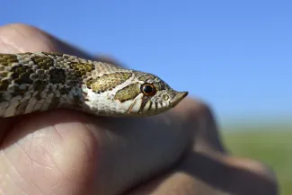 An image of a snake with barring on the face and an upturned snout in hand. 