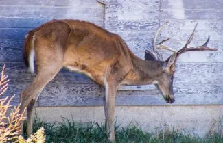 A photo of a deer, with chronic wasting disease, that appears thin and lethargic.