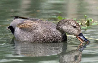 gadwall photo