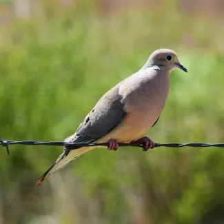 A photo of a dove resting on barbed wire.