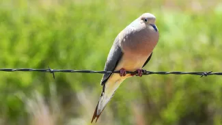 A photo of a dove sitting on barbed wire.