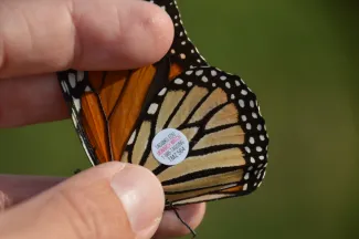 A hand holding a black and orange butterfly with an identification tag. 