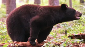 A black bear is foraging at Honobia WMA in Oklahoma.