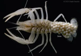 The underside of a pale crayfish with eggs under the tail. 