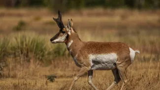 A photo of a Pronghorn in Western Oklahoma.