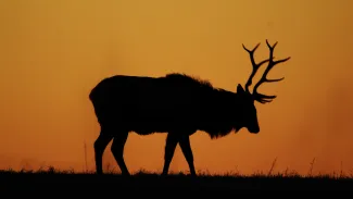A Carter County sunrise Bull Elk near Arbuckle Mountains by photographer Bob Bowser