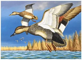 winner duck stamp 24