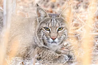 A brown cat lays on the ground, looking through standing vegetation. 