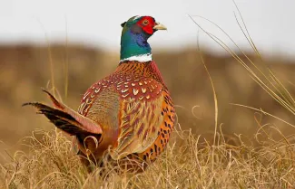 pheasant in grass