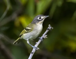 A small bird with a cream belly, greenish back and wings and dark head with a white eyering