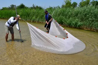 Two biologists pull a large seine through the water.