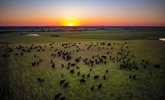 An aerial view of cattle grazing with the sun low on the horizon.