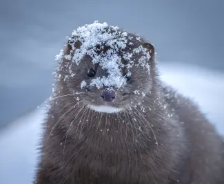 A brown mammal with snow on its head and face. 