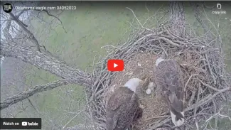 A screenshot of two large eagles at a nest with eggs.