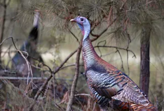 upland update january 2024