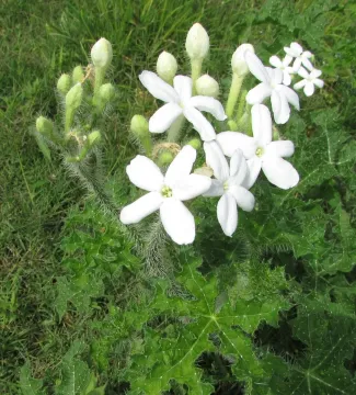 A green plant with spines on the stem and white flowers with five petals. 
