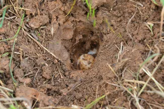 A small hole in the ground exposes white, leathery turtle eggs. 