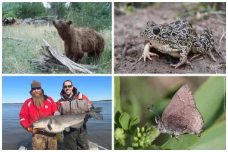A collage of photos showing a bear, a frog, two men holding a fish, and a butterfly.
