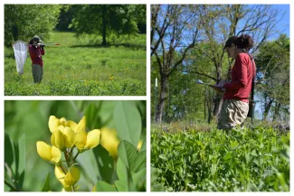 A collage of a woman with binoculars and a clipboard looking at yellow flowers.
