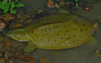 A green turtle with a spotted, leathery shell. 