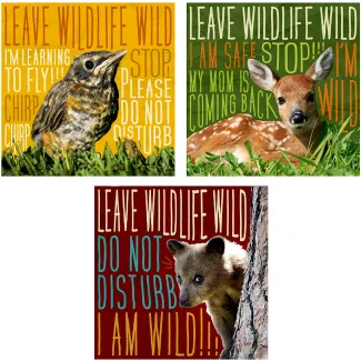 Keep Young Wildlife Wild