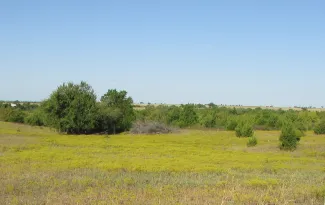 A field covered in yellow flowers showing overgrazing. 