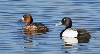lesser scaup duck stamp contest