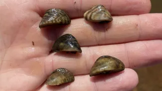 A handful of invasive Zebra Mussels.