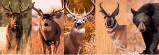 A collage of photos, from left to right, an American elk, mule deer, whitetail deer, pronghorn and black bear.