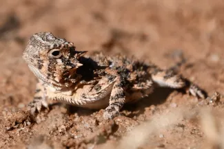 A reddish brown lizard on hardened soil. 