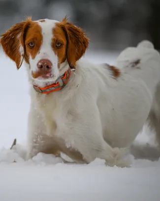 dog playing in the snow