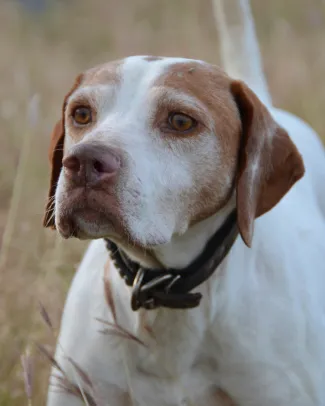 older dog in a field