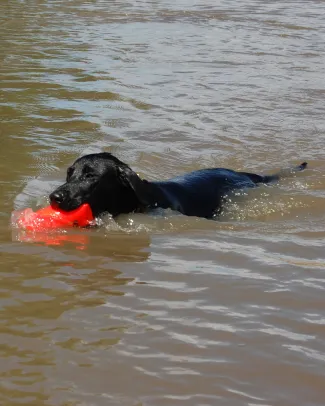 black lab in water with orange ball
