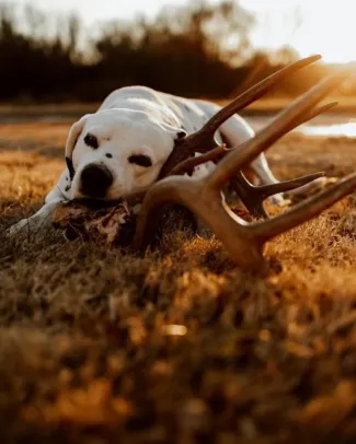 dalmation chewing on a shed