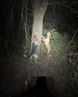 dogs at a tree