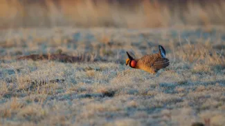 A male lesser prairie chicken in Oklahoma.
