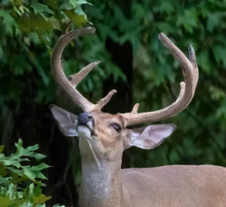 velvet deer jason dudley rps 2025