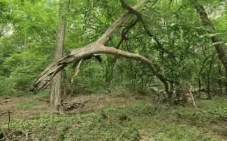 A dead tree hangs off the branch of a living tree, making this tree deadly and known as a widowmaker.