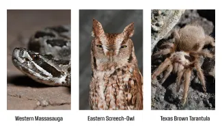 A collage of three photos showing a snake, an owl with half-closed eyes, and a spider.